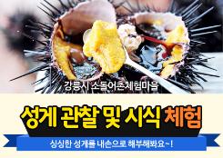 [소돌마을]성게 관찰 및 시식 체험