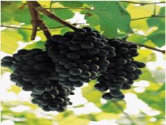 [종현마을]포도