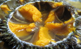 [차유마을]성게