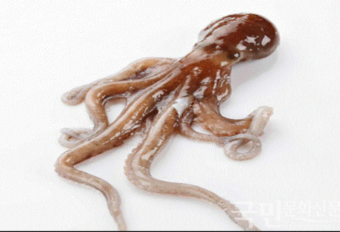 [선감마을] 낙지