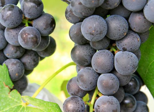 [선감마을]포도따기체험