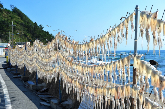 조개잡이 체험(구산마을)