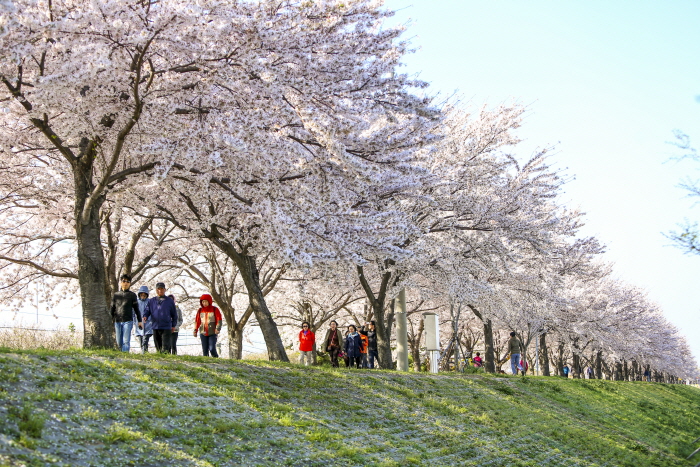 강서낙동강30리 벚꽃축제
