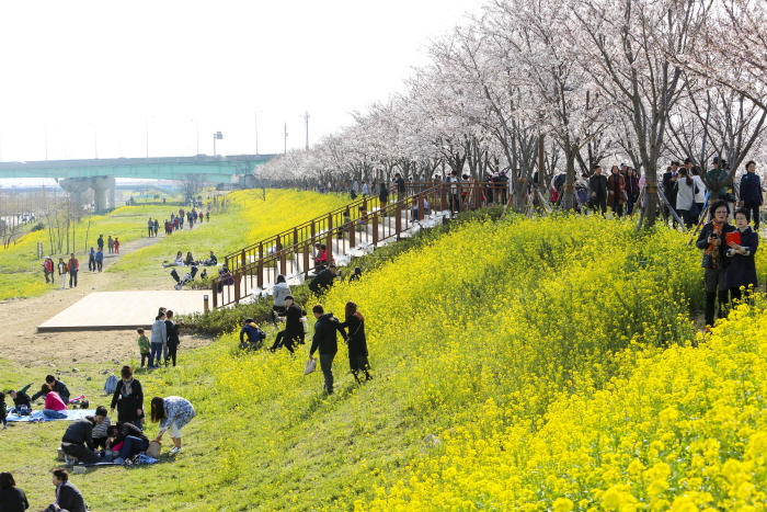 강서낙동강30리 벚꽃축제