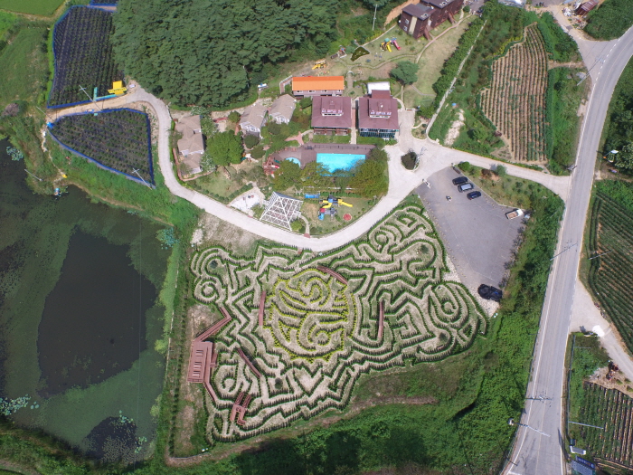 안면도 미로공원