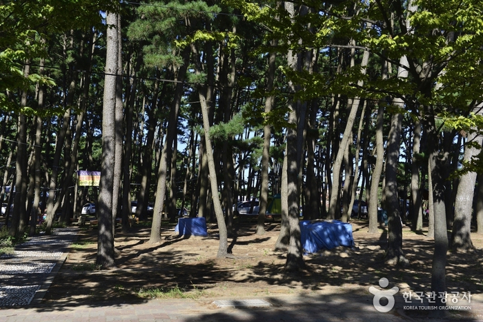 춘장대해수욕장