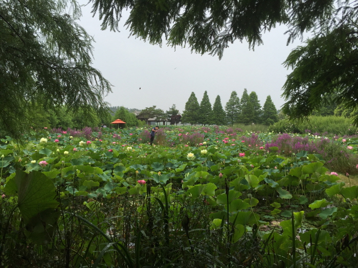 태안연꽃축제