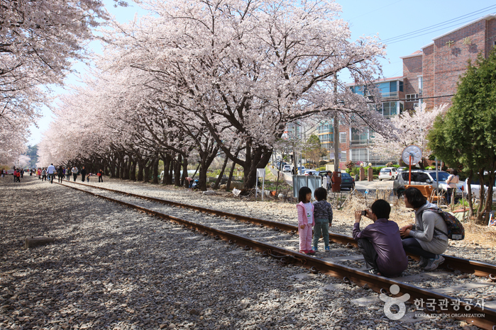 경화역 벚꽃길