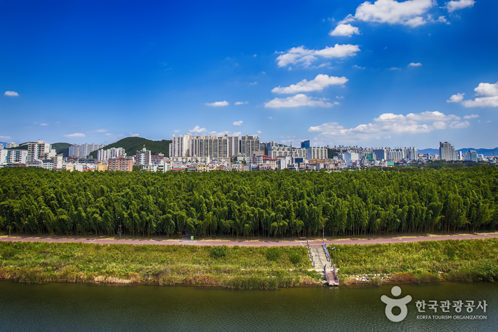 태화강 국가정원 십리대숲 (은하수길)