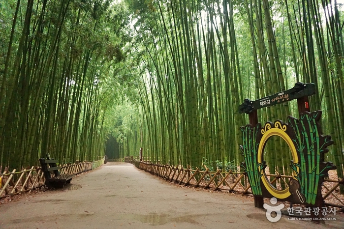 태화강 국가정원 십리대숲 (은하수길)