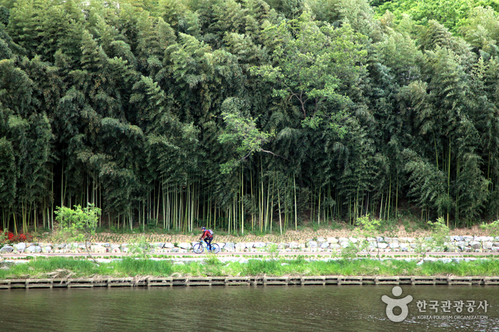 태화강 국가정원 십리대숲 (은하수길)
