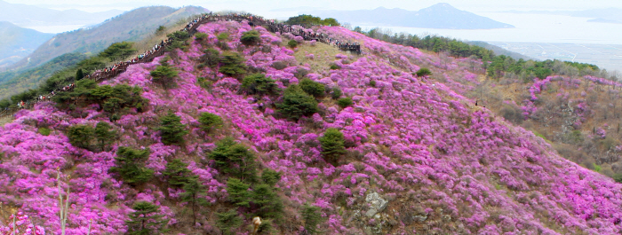 고려산 진달래축제