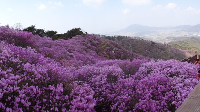 고려산 진달래축제