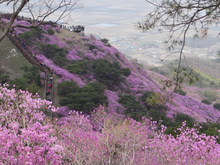 고려산 진달래축제