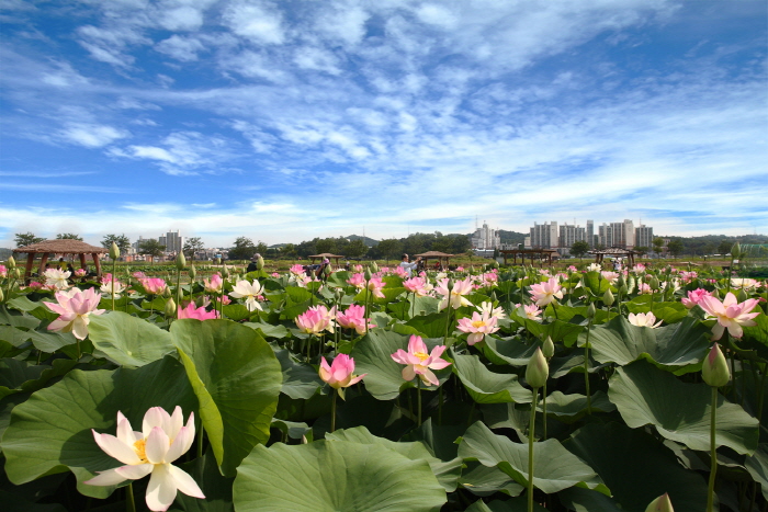 연꽃테마파크