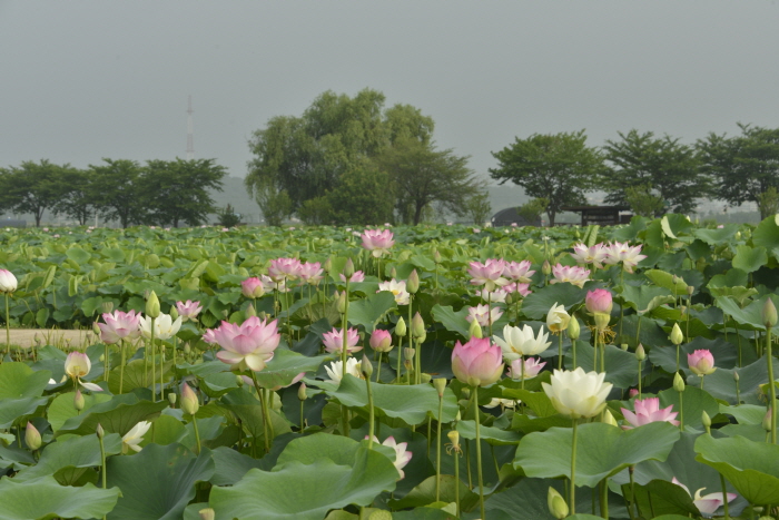 연꽃테마파크