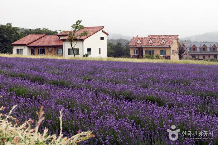 고성 하늬라벤더팜 라벤더축제