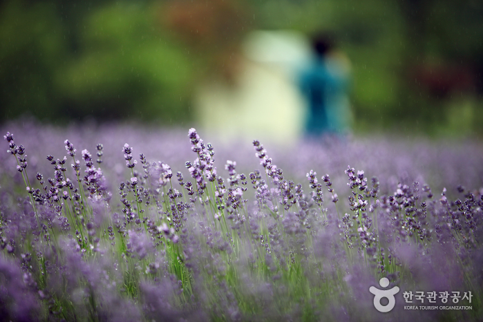 고성 하늬라벤더팜 라벤더축제
