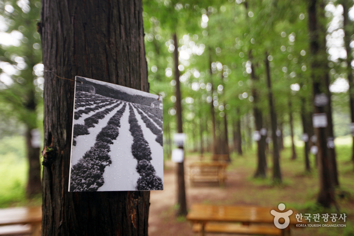 고성 하늬라벤더팜 라벤더축제