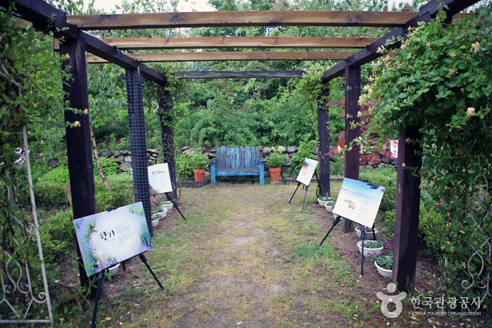 고성 하늬라벤더팜 라벤더축제