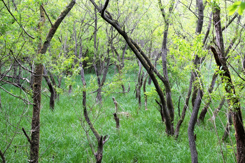 운곡습지 및 고인돌군 (전북 서해안권 국가지질공원)