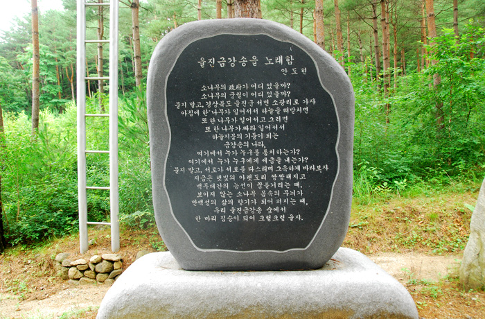 울진 금강소나무 숲길