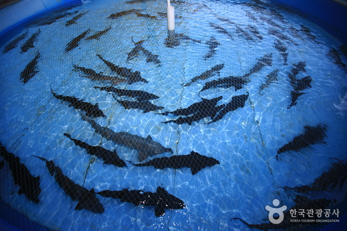 삼척 민물고기전시관