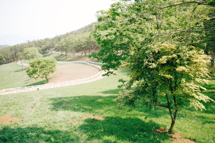 상상양떼목장 편백숲