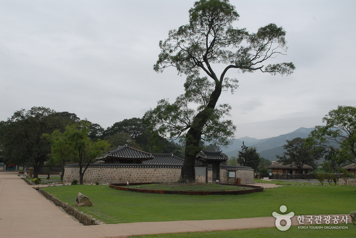 서산해미읍성회화나무