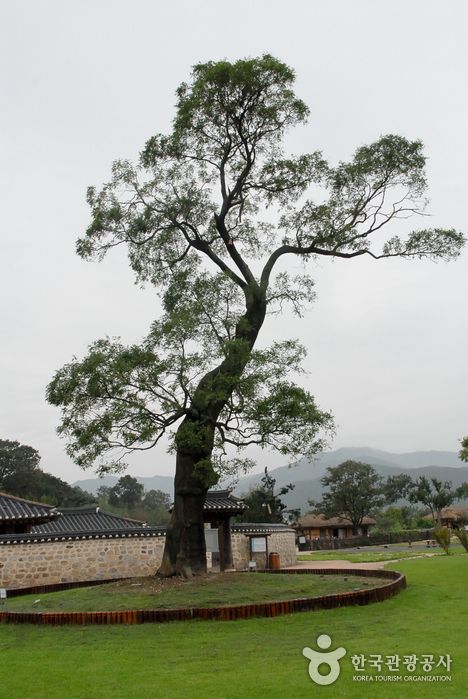 서산해미읍성회화나무