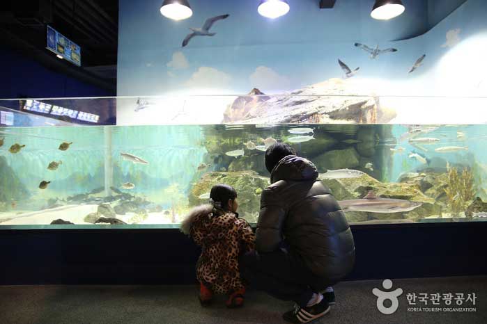 경포아쿠아리움