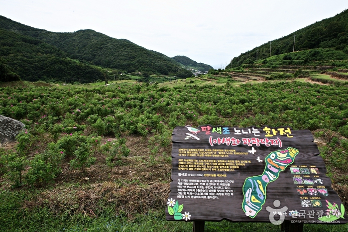 남해군 야생화 관광단지