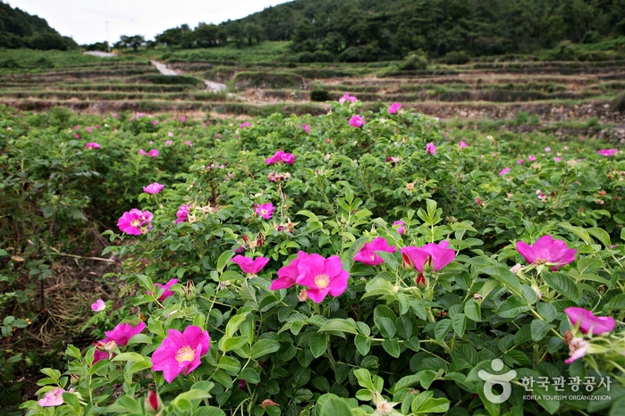 남해군 야생화 관광단지