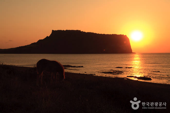 제주성산일출축제