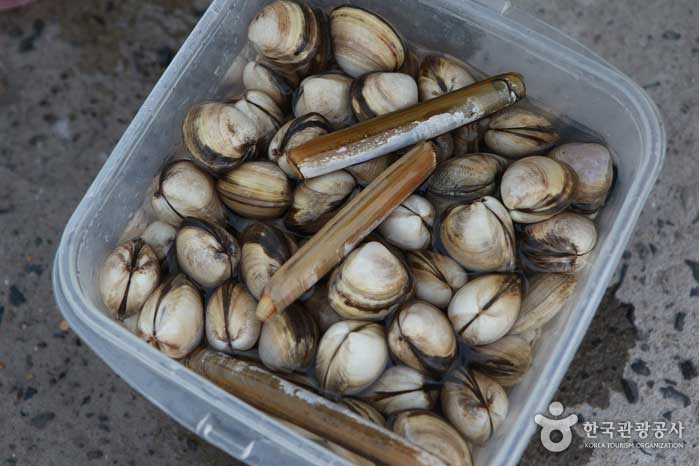 월하성 어촌체험마을
