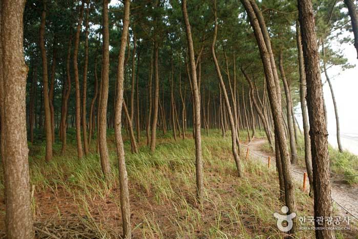 한반도해송숲