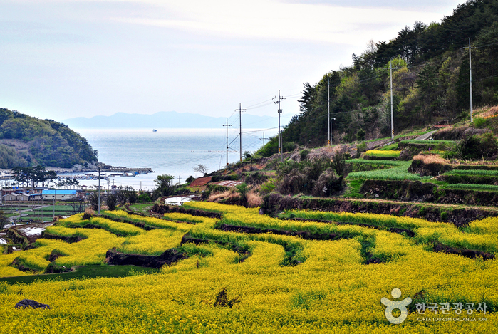 두모유채꽃메밀꽃단지