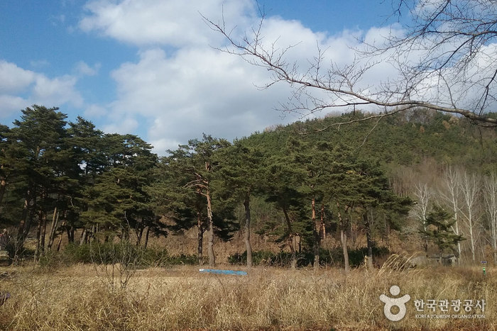 금강송군락지