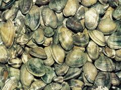 [선감마을]바지락